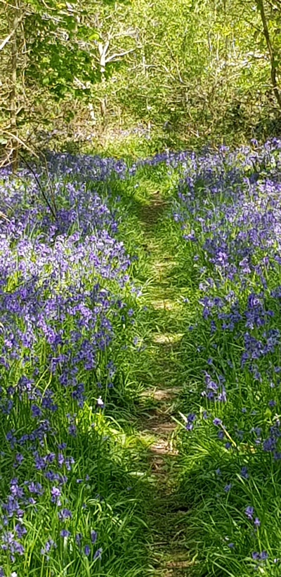Pathway in Bluebell wood